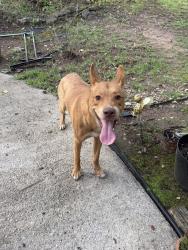 Found/Stray Male Dog last seen Lee Rd, Lithia Springs, GA 30122