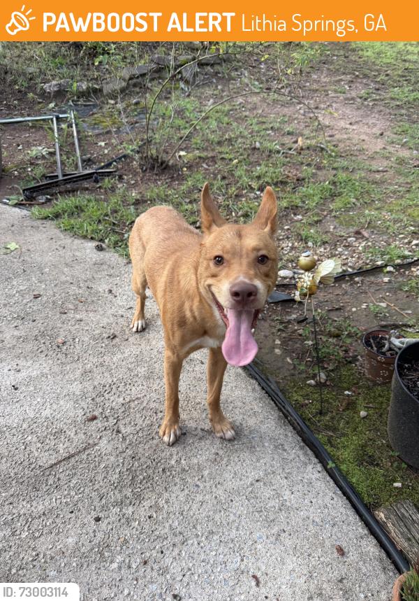 Found/Stray Male Dog last seen Lee Rd, Lithia Springs, GA 30122