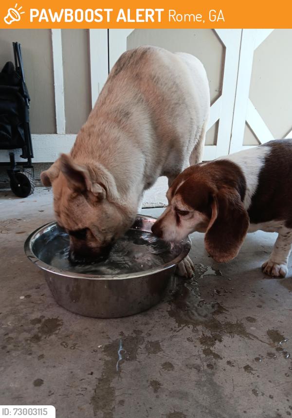 Found/Stray Male Dog last seen Garden Lakes Blvd, Rome, GA 30165