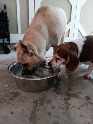 Found/Stray Male Dog last seen Garden Lakes Blvd, Rome, GA 30165