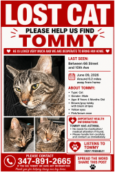 Reunited Male Cat last seen Near , Brooklyn, NY 11219