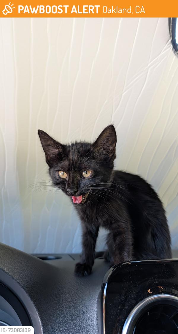 Found/Stray Unknown Cat last seen High Street, Oakland, CA 94601