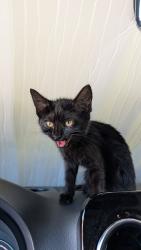 Found/Stray Unknown Cat last seen High Street, Oakland, CA 94601