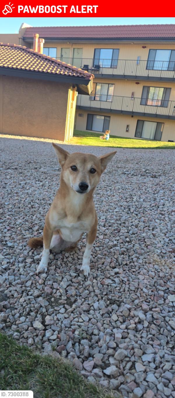 Lost Female Dog last seen Murry & Pikes Peak, Colorado Springs, CO 80910