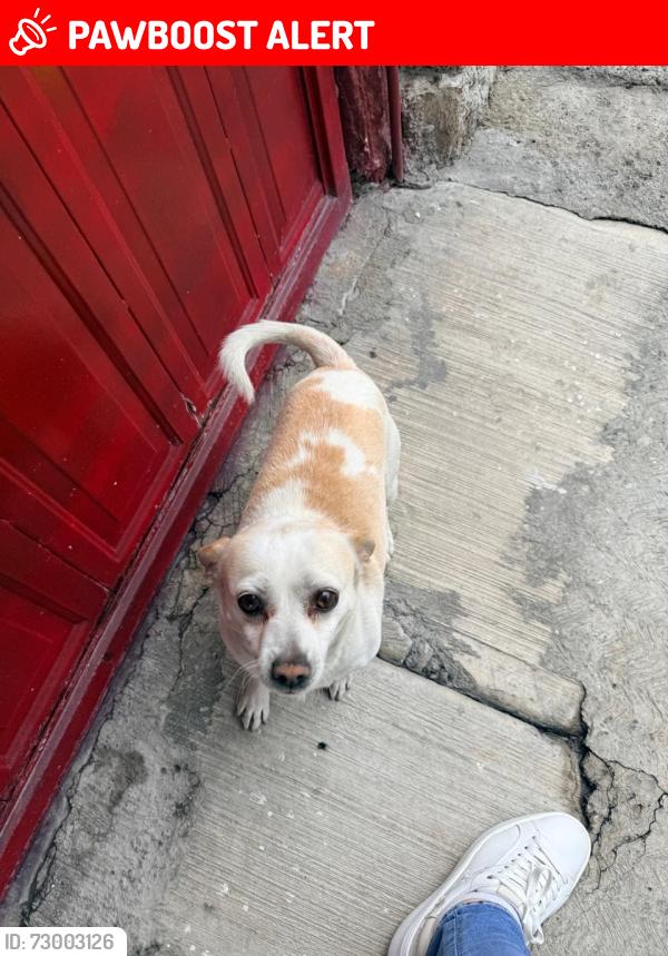 Lost Female Dog last seen Calle oeinet 14 y avenida pantitlan, Ciudad Nezahualcóyotl, Méx. 57849