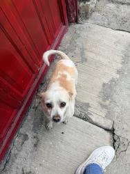Lost Female Dog last seen Calle oeinet 14 y avenida pantitlan, Ciudad Nezahualcóyotl, Méx. 57849