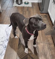 Found/Stray Female Dog last seen McKenzie Road, Corpus Christi, TX 78401