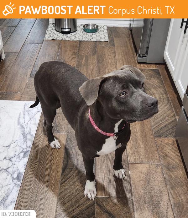 Found/Stray Female Dog last seen McKenzie Road, Corpus Christi, TX 78401