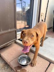 Found/Stray Male Dog last seen W Fenton way and Los Reales , Tucson, AZ 85746