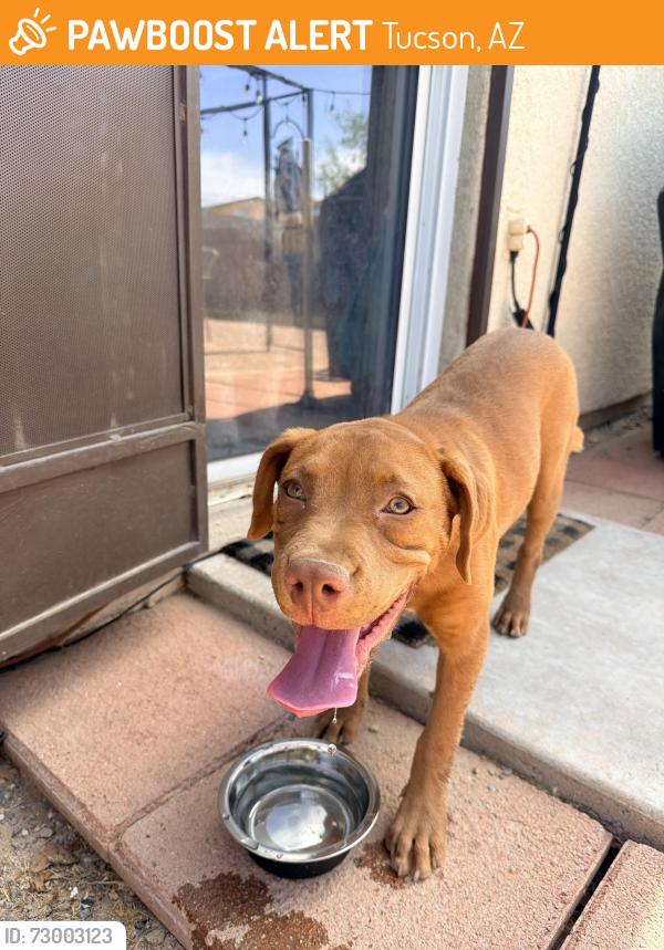 Found/Stray Male Dog last seen W Fenton way and Los Reales , Tucson, AZ 85746