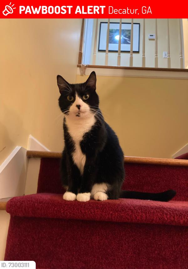 Lost Male Cat last seen kirk crossing drive decatur ga, Decatur, GA 30030