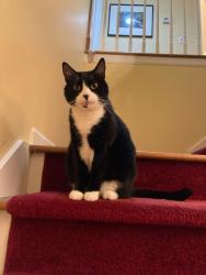 Lost Male Cat last seen kirk crossing drive decatur ga, Decatur, GA 30030