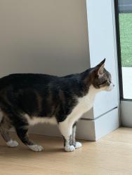 Reunited Male Cat last seen Meier and Victoria , Los Angeles, CA 90066