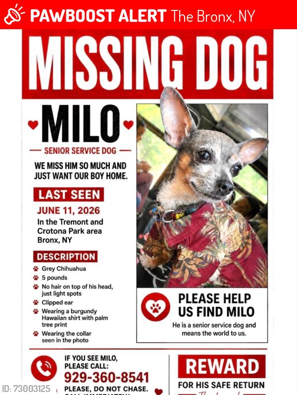Lost Male Dog last seen Crotona park, The Bronx, NY 10457
