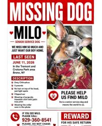 Lost Male Dog last seen Crotona park, The Bronx, NY 10457