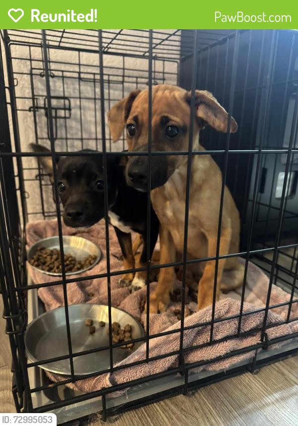 Reunited Male Dog last seen Chandler rd, San Antonio, TX 78222