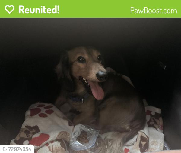 Reunited Male Dog last seen Near E 1250 S Haubstadt, IN 47639, Haubstadt, IN 47639