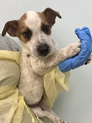 Shelter Stray Female Dog last seen , Harrison County, MS, 2615 25th Ave, Gulfport, MS 39501, USA