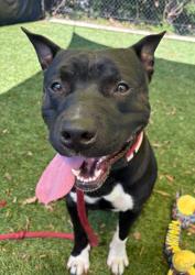 Shelter Stray Male Dog last seen Near Blk Mackintosh Ave, 21229, MD, 301 Stockholm St, Baltimore, MD 21230, USA