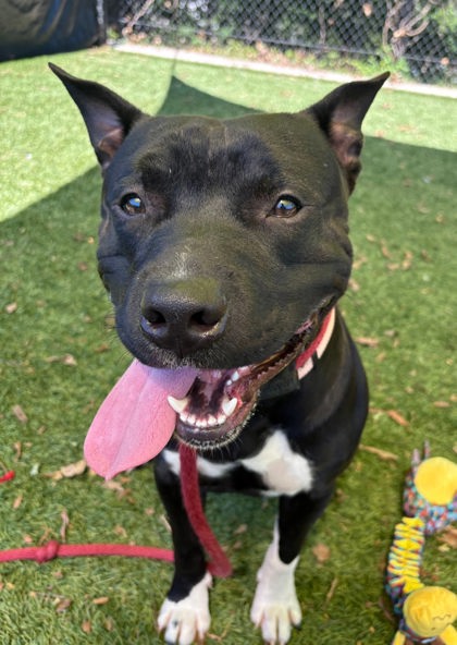Shelter Stray Male Dog last seen Near Blk Mackintosh Ave, 21229, MD, 301 Stockholm St, Baltimore, MD 21230, USA