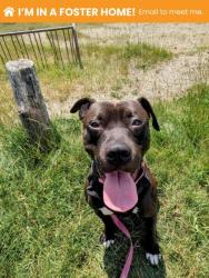 Shelter Stray Male Dog last seen Near Westwood Ave, 21216, MD, 301 Stockholm St, Baltimore, MD 21230, USA