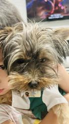 Lost Male Dog last seen Dakota/Rolinda/ Westlawn, Fresno, CA 93723