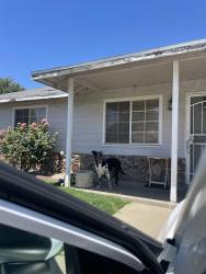 Reunited Male Dog last seen Larry Way near Watt Avenue, North Highlands, CA 95660