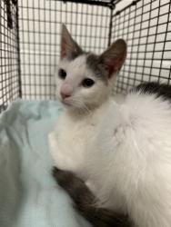 Shelter Stray Male Cat last seen Near River Dr, City of Knoxville ASO, TN, 3201 Division St, Knoxville, TN 37919, USA