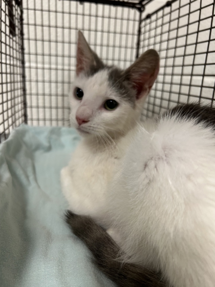 Shelter Stray Male Cat last seen Near River Dr, City of Knoxville ASO, TN, 3201 Division St, Knoxville, TN 37919, USA