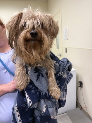 Shelter Stray Male Dog last seen Near block Woodland Hills Dr., West Chester Twp, OH, 1820 Princeton Rd, Hamilton, OH 45011, USA