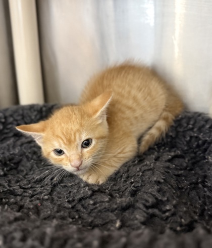 Shelter Stray Male Cat last seen MLK Walmart parking lot, New Bern City Limits, NC, 1639 Old Airport Rd, New Bern, NC 28562, USA