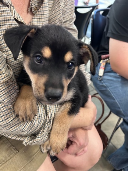 Shelter Stray Female Dog last seen Near Gran Vista Dr, CITY of El Paso, TX, 5001 Fred Wilson Ave, El Paso, TX 79906, USA