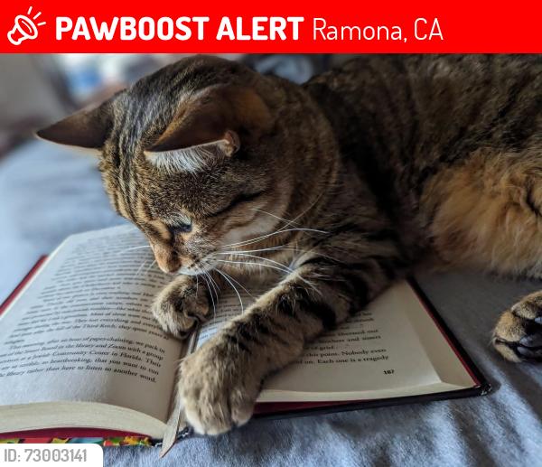 Lost Female Cat last seen Airmail ln, Ramona, CA 92065