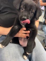 Shelter Stray Female Dog last seen Near Gran Vista Dr, CITY of El Paso, TX, 5001 Fred Wilson Ave, El Paso, TX 79906, USA