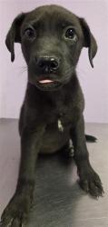 Shelter Stray Male Dog last seen CONSTITUTION AVE and BLACKHAWK TANK, Fort Bliss, TX, 5001 Fred Wilson Ave, El Paso, TX 79906, USA