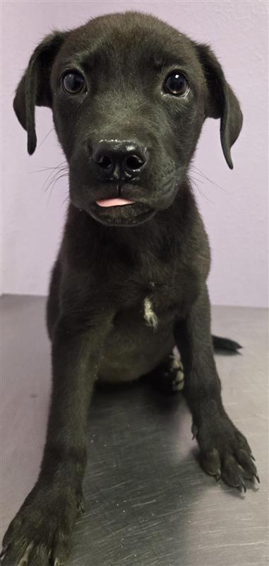 Shelter Stray Male Dog last seen CONSTITUTION AVE and BLACKHAWK TANK, Fort Bliss, TX, 5001 Fred Wilson Ave, El Paso, TX 79906, USA