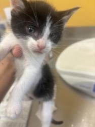 Shelter Stray Female Cat last seen Catskill, 75149, TX, 1650 Gross Rd, Mesquite, TX 75149, USA