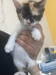 Shelter Stray Female Cat last seen Catskill, 75149, TX, 1650 Gross Rd, Mesquite, TX 75149, USA