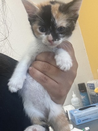 Shelter Stray Female Cat last seen Catskill, 75149, TX, 1650 Gross Rd, Mesquite, TX 75149, USA