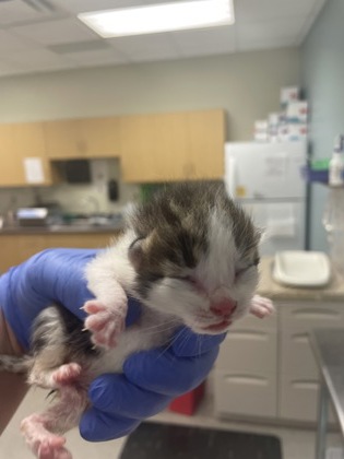 Shelter Stray Female Cat last seen Near Illinois ave, Lucas County, OH, 827 Illinois Ave, Maumee, OH 43537, USA