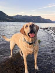 Lost Male Dog last seen Roosevelt and Tallapoosa Way, Nampa, ID 83686