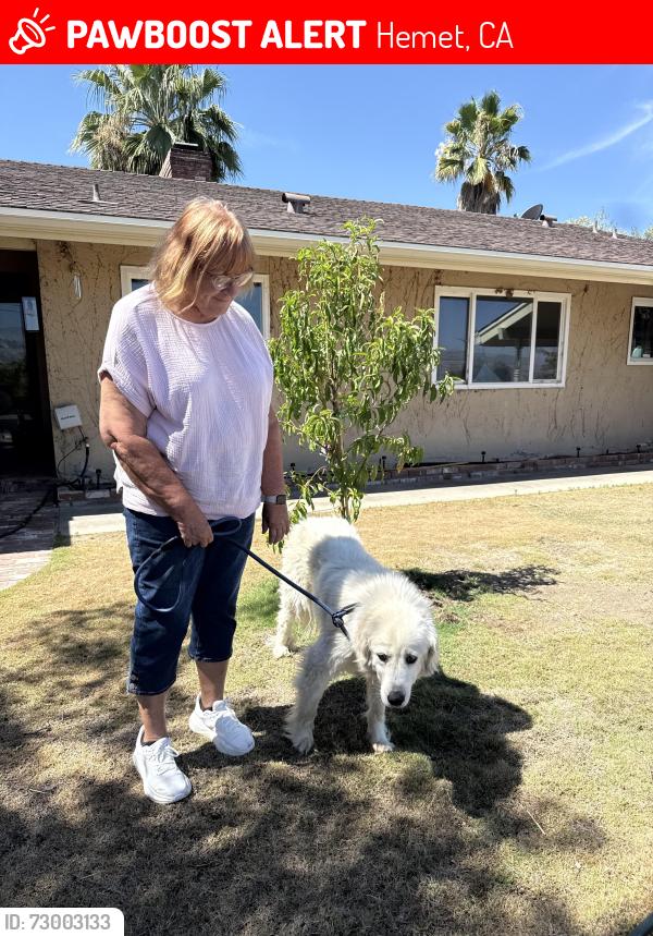 Lost Female Dog last seen Adobe and rio vista , Hemet, CA 92544