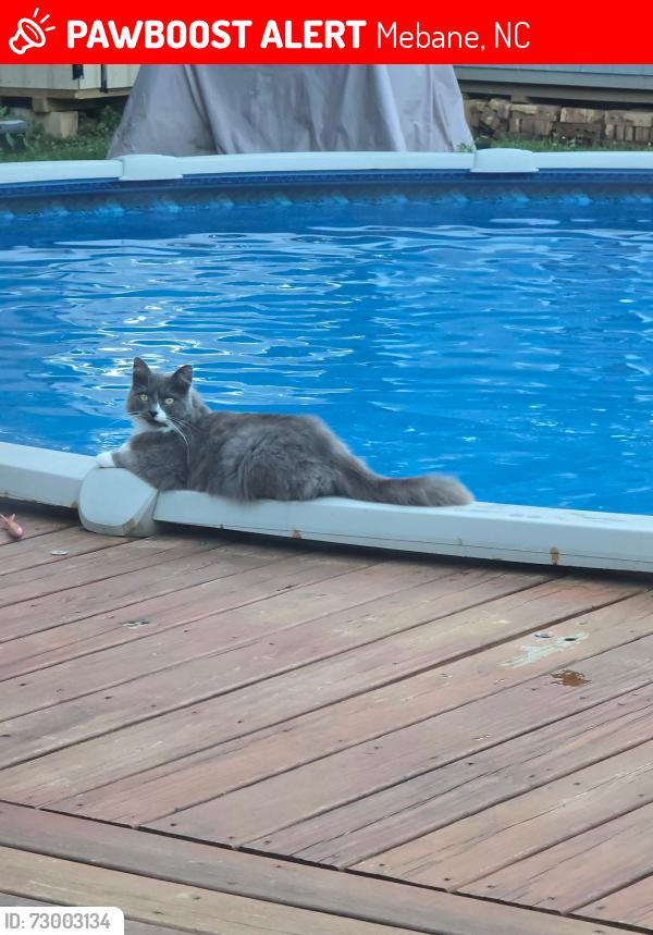 Lost Female Cat last seen Highway 119, Mebane, NC 27302