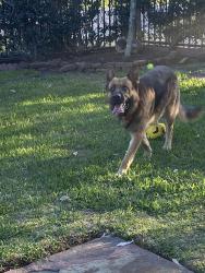 Lost Male Dog last seen Alfred ln and gessner , Houston, TX 77041