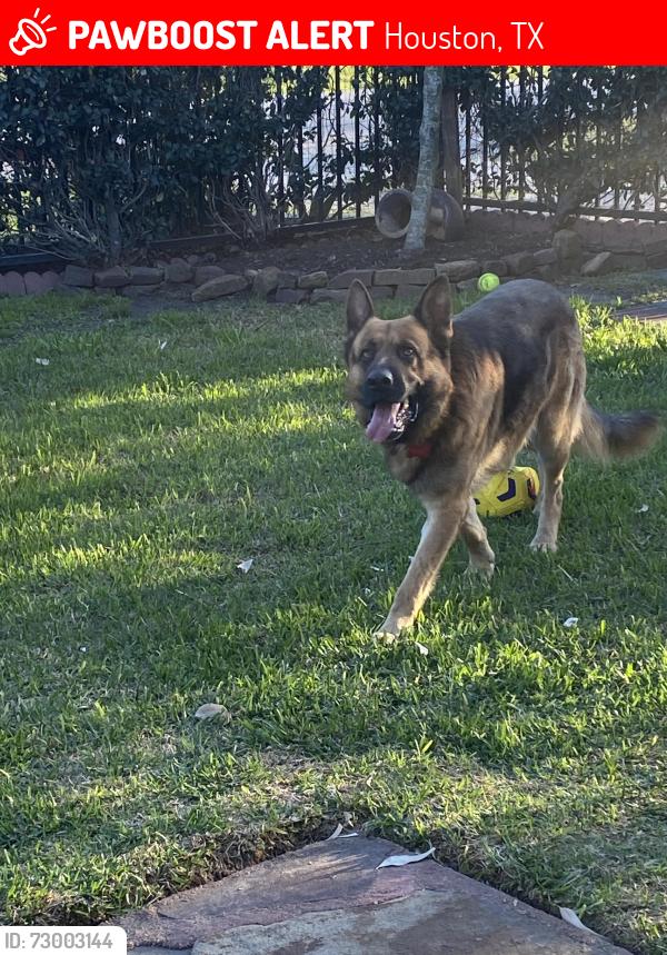 Lost Male Dog last seen Alfred ln and gessner , Houston, TX 77041