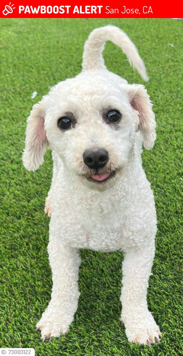 Lost Male Dog last seen Camden y Hillsdale , San Jose, CA 95120