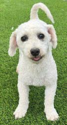 Lost Male Dog last seen Camden y Hillsdale , San Jose, CA 95120
