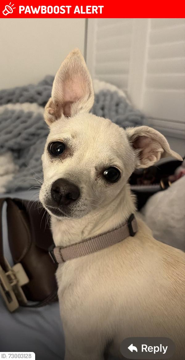 Lost Female Dog last seen River and Craycroft Tucson Az , Catalina Foothills, AZ 85718