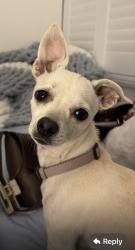 Lost Female Dog last seen River and Craycroft Tucson Az , Catalina Foothills, AZ 85718