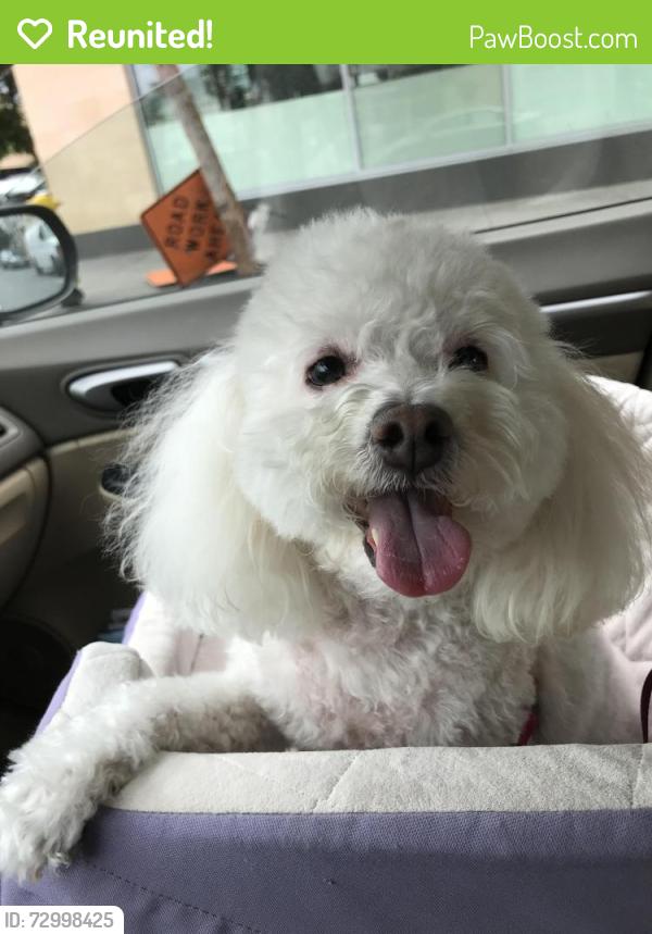 Reunited Female Dog last seen Near hotel circle north at Motel 6, San Diego, CA 92108